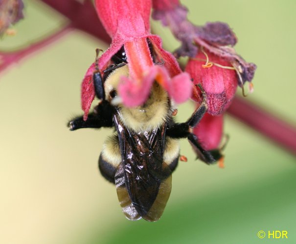 The two frogs summary picture