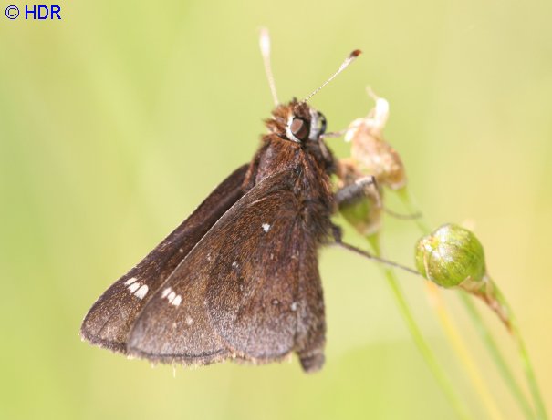 The two frogs a japanese folktale image