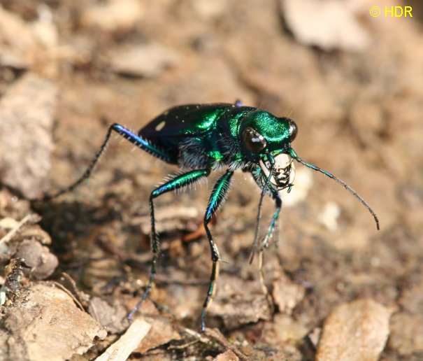 Story of two frogs in well image