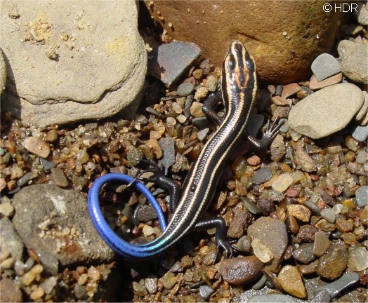 http://www.hr-rna.com/RNA/images/Reptiles%20and%20Amphibs/Five%20lined%20skink%20rez.jpg