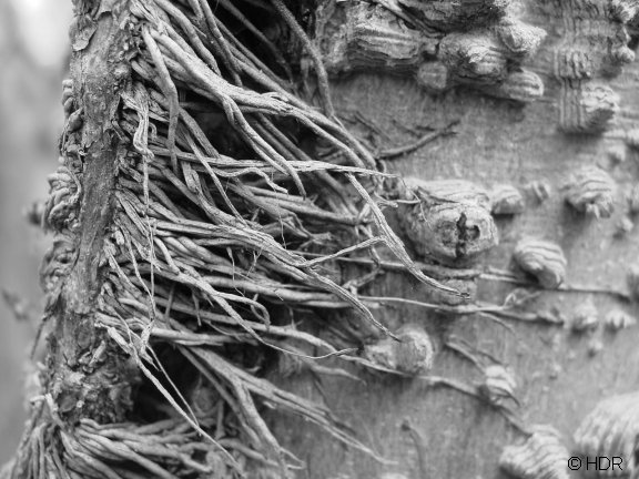 Noah's ark bible verse picture